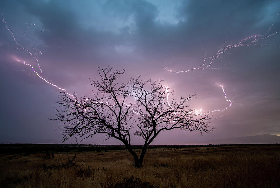 Lightning Tree Photograph by Wesley Aston
