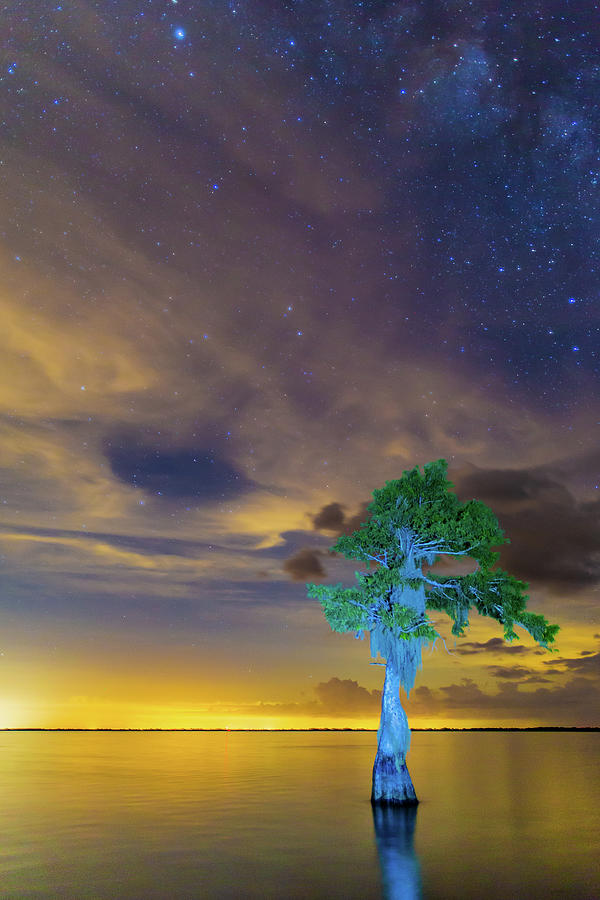 Lightpainted Cypress Photograph by Stefan Mazzola