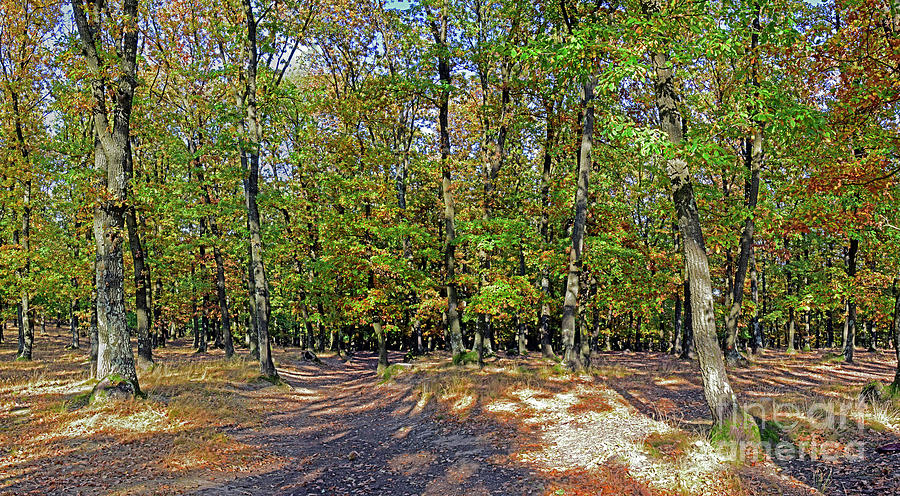 Lights And Shadows In Autumnal Forest Photograph