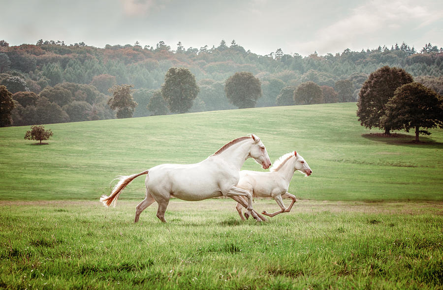 Like a dream - Horse Art Photograph by Lisa Saint