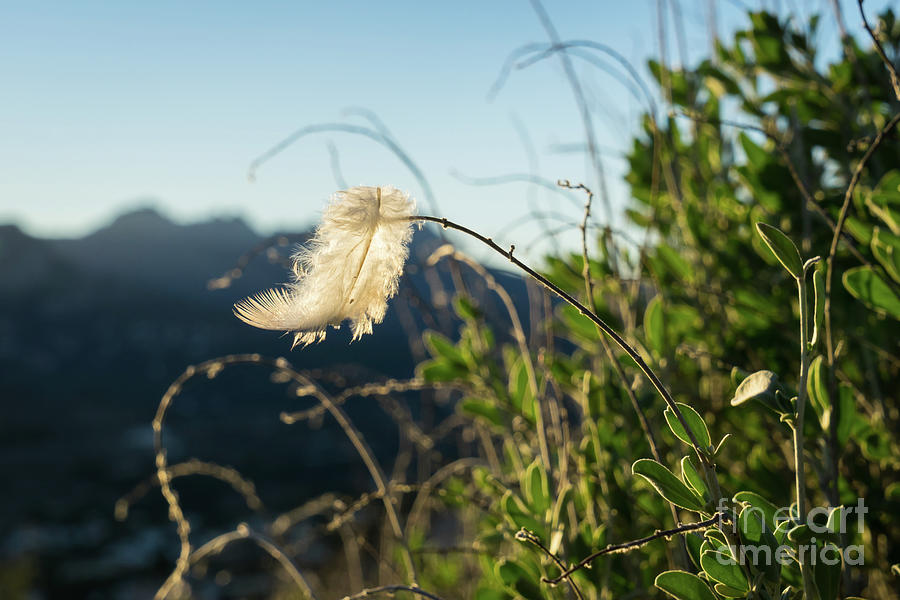 Light Feather In The Wind Photograph