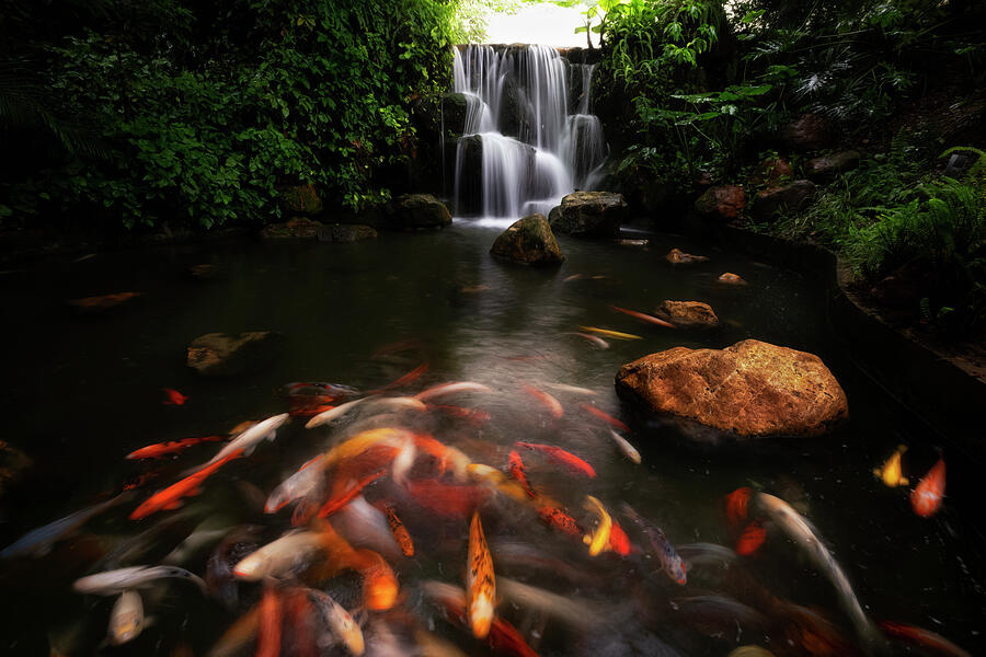 Waterfall Photograph - Like a Fish in Water by Alinna Lee