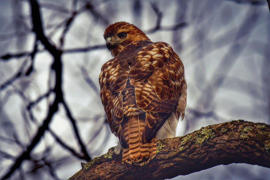 Like A Hawk Photograph by Shelley Smith - Fine Art America