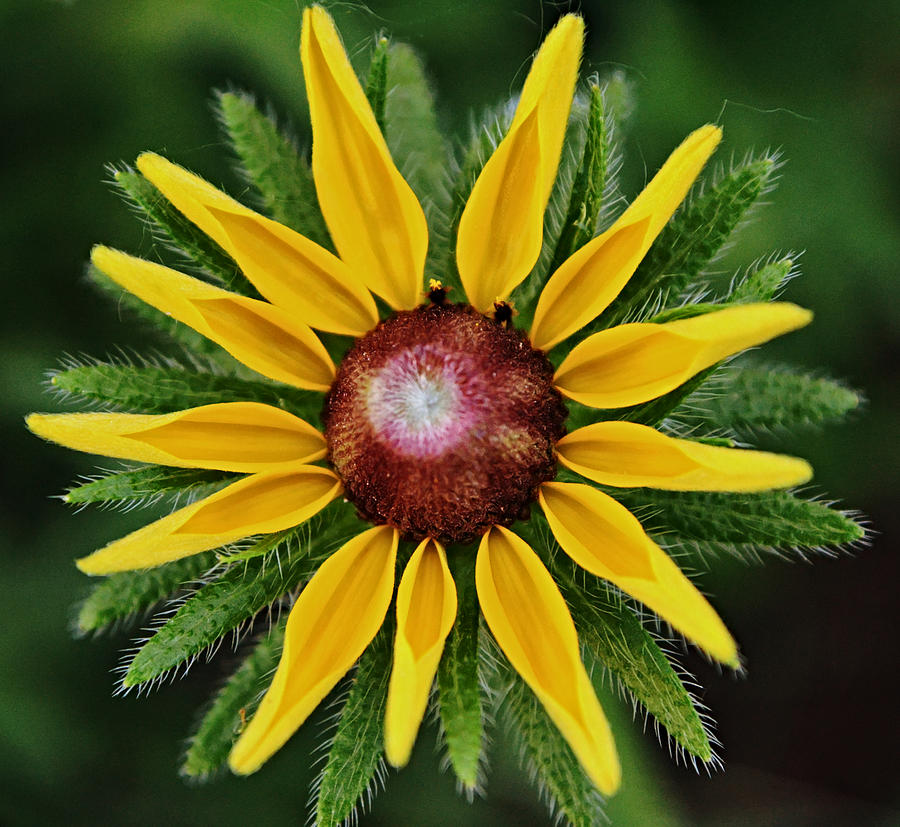 Like A Sunburst Flower Photograph by Gaby Ethington