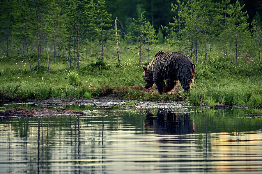Like a wet bear. Brown bear. Photograph by Jouko Lehto