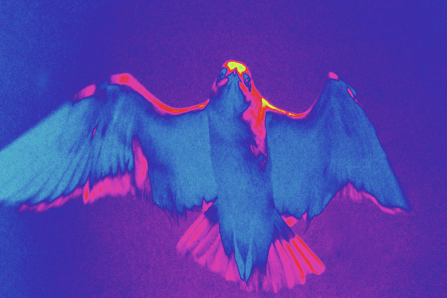 Abstract Photograph - Like An Angel by Holly Morris Abstract Photograph - Like An Angel by Holly Morris
