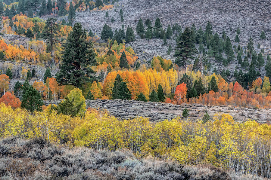 Like being in a painting, fall colors in the Eastern Sierras Photograph by Alessandra RC