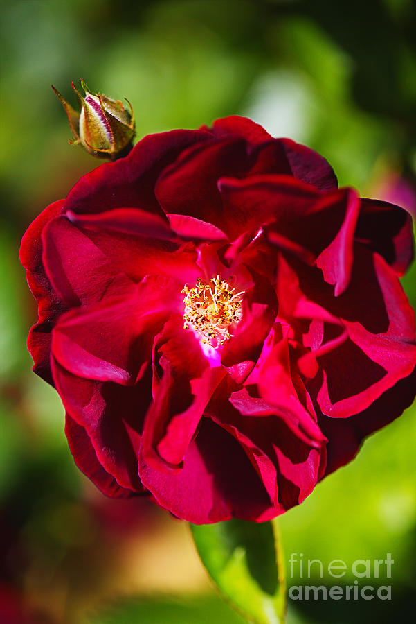 Like Velvet Red Rose  Photograph by Joy Watson