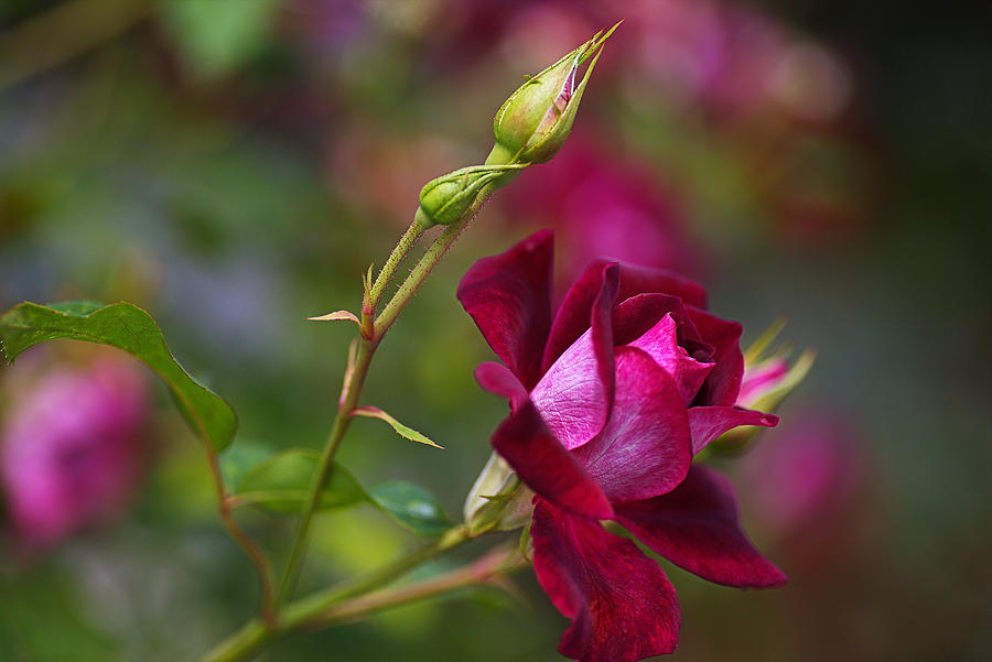 Nature Photograph - Like Velvet Rose by Joy Watson