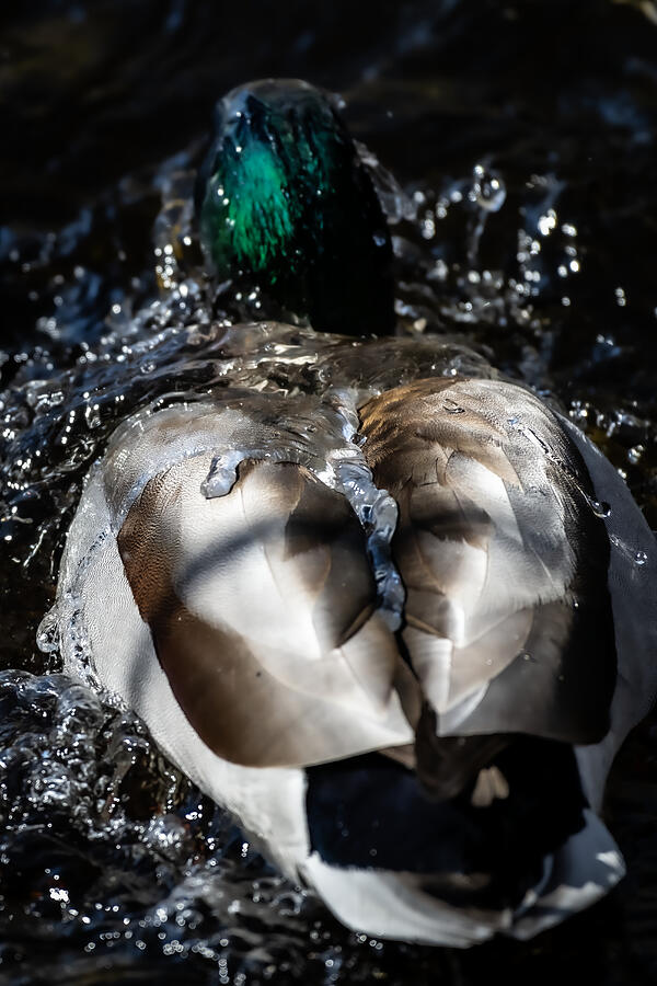 Duck Photograph - Like Water on a Ducks Back by Linda Bonaccorsi
