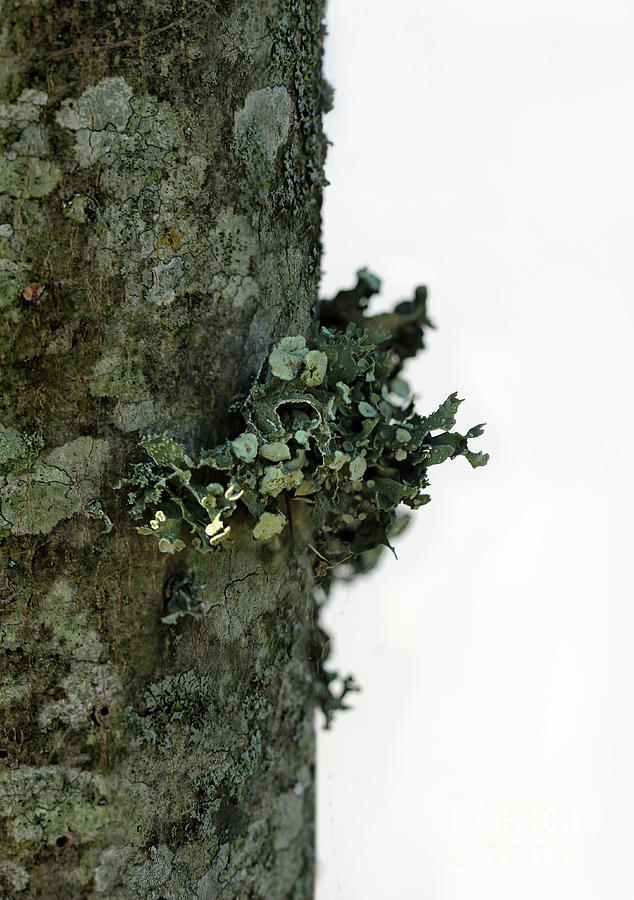 Likin Lichen Photograph by Karen Adams