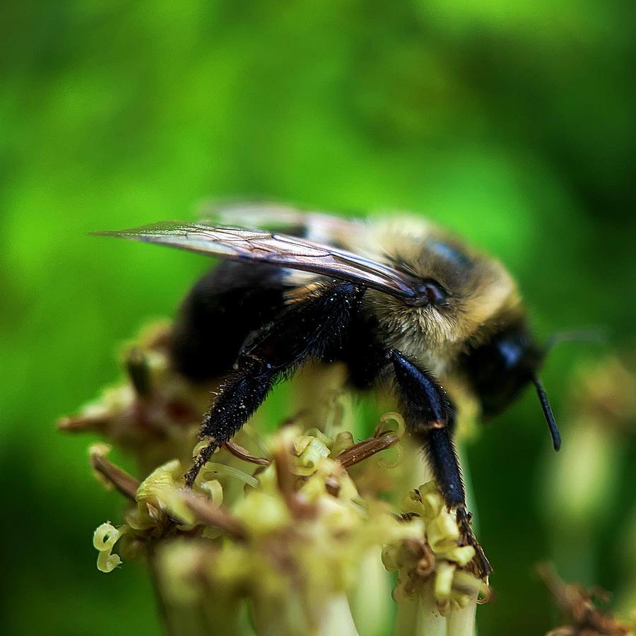 Lil Bee Photograph by Jason Tompkins - Fine Art America