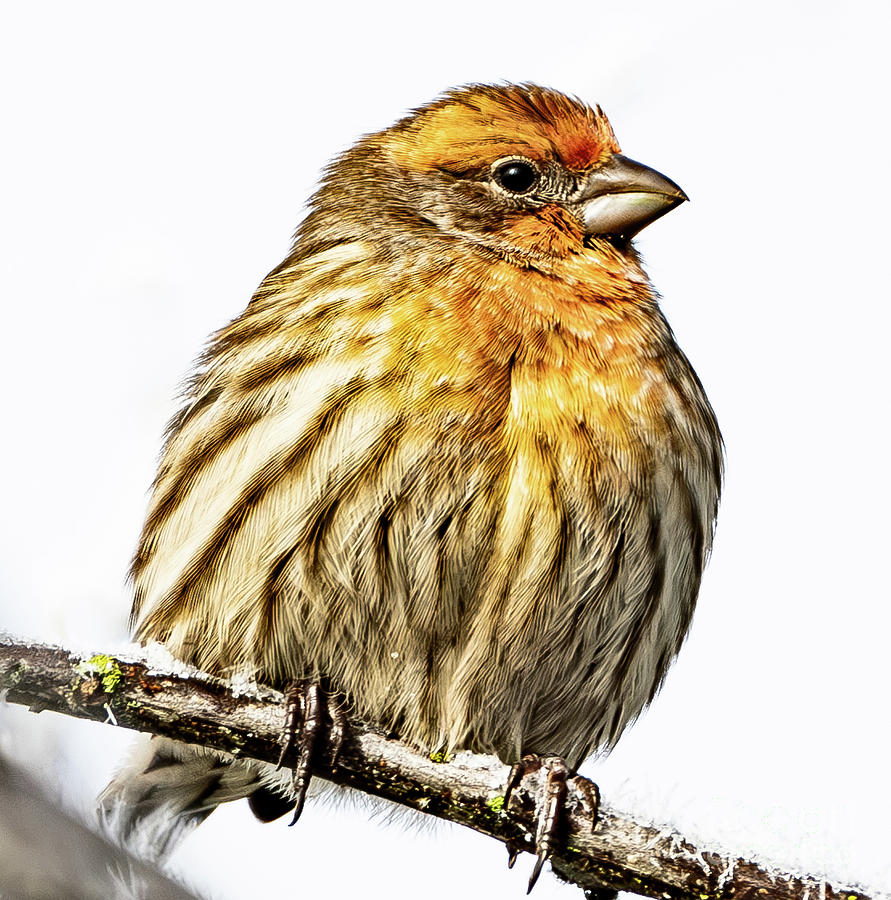 Warbler Photograph - Lil Bird Portrait by Nick Boren