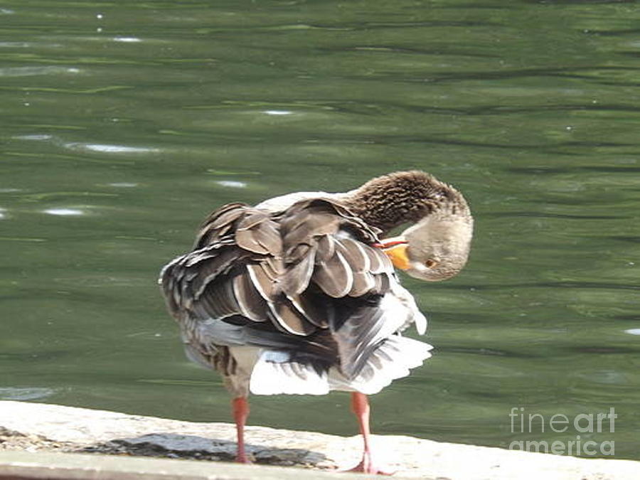 Lil Goose-Orange - abstract dance Photograph by Denise Morgan