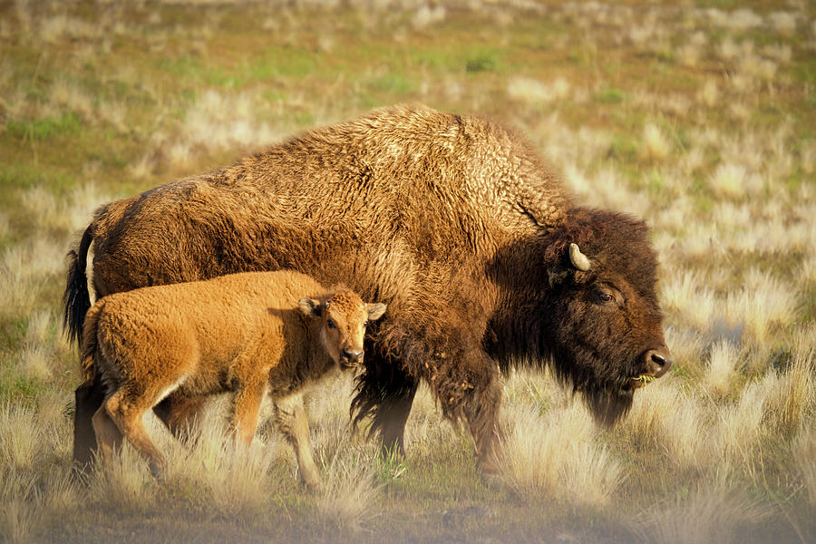 Lil' Red and Mom Photograph by Shauna Hart - Fine Art America