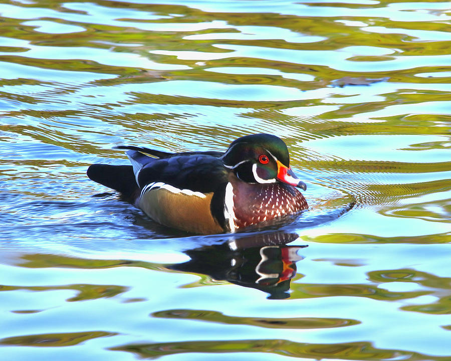 Lil Wood Duck Photograph
