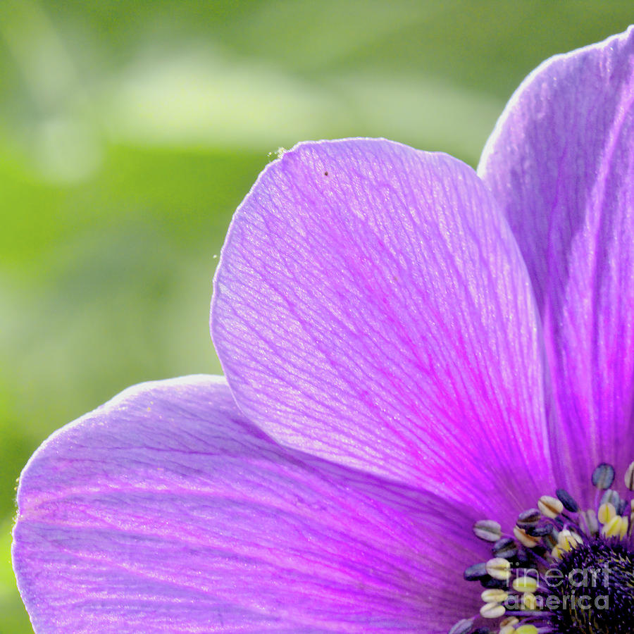 Lilac Anemone  Photograph by Stephen Melia