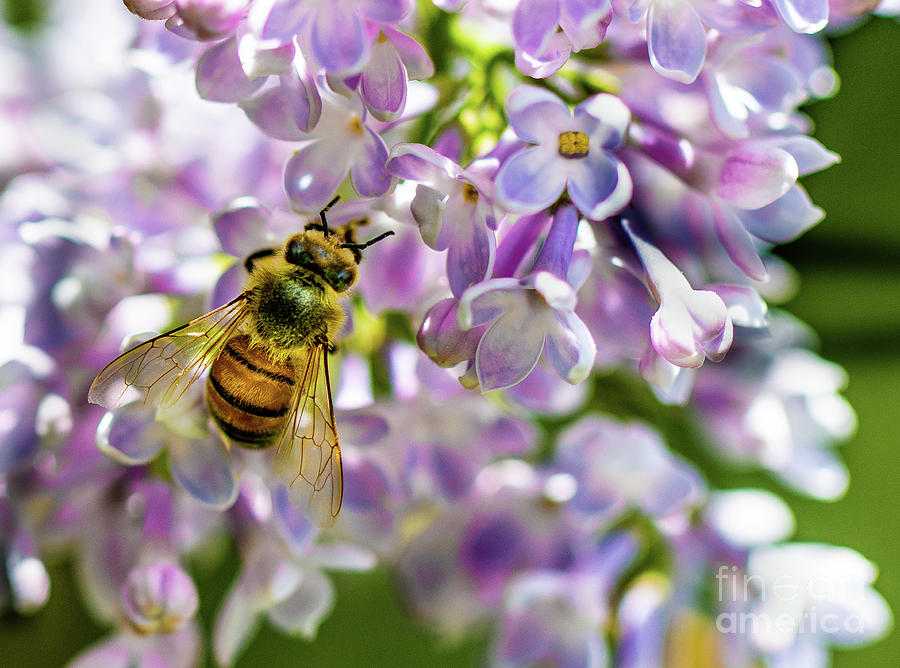 Lilac Bee Photograph by Darcy Dietrich