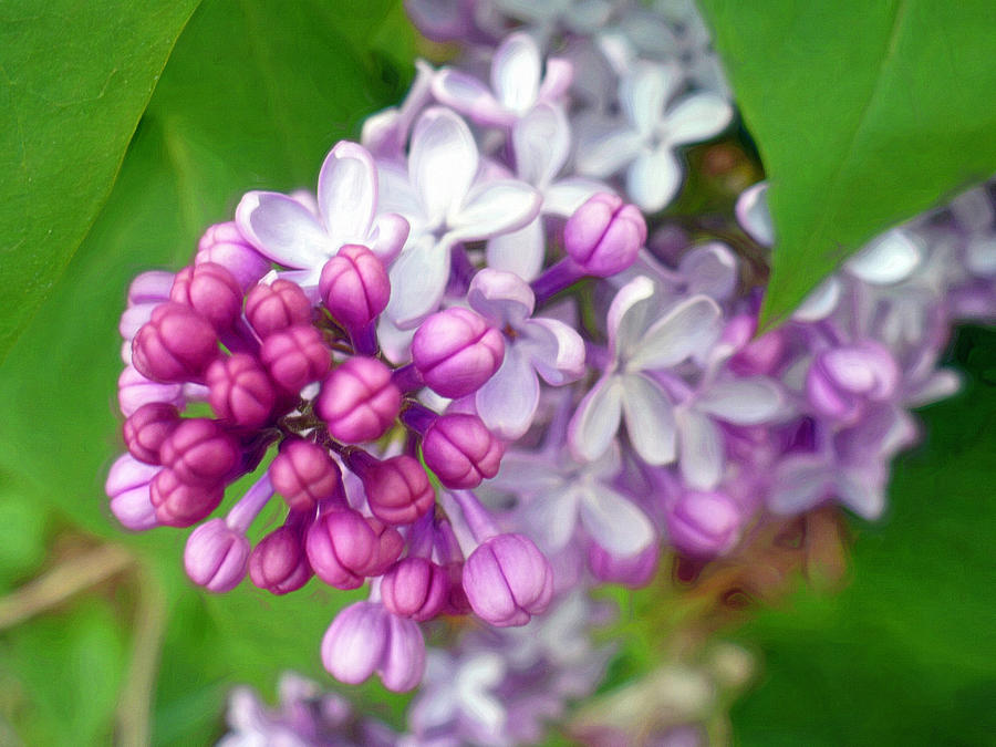 Lilac Bloom Photograph by Susan Hope Finley