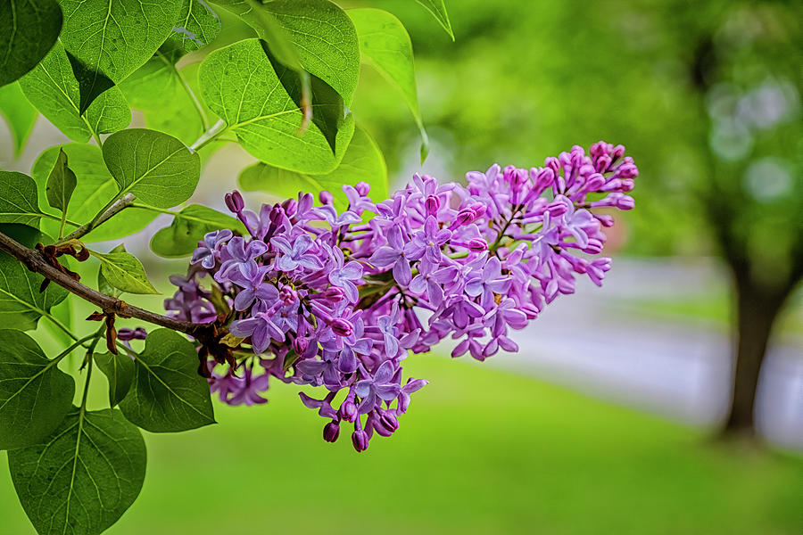 Lilac Bloom Photograph by Tom Singleton