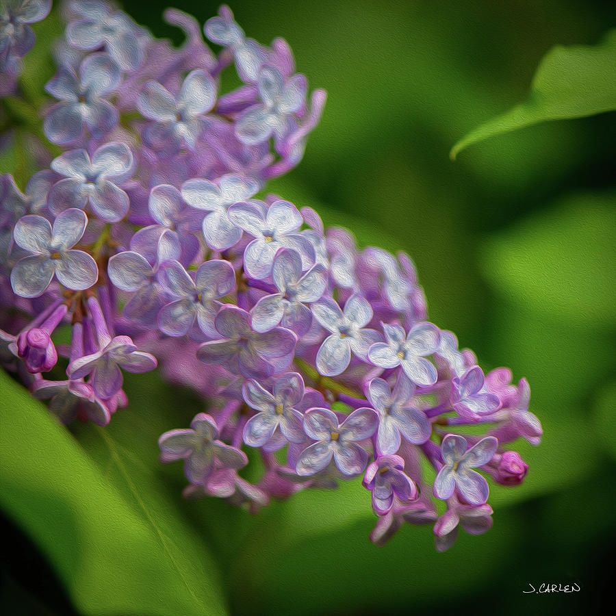 Lilac Blooms Photograph by Jim Carlen