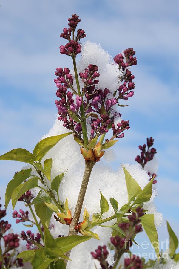 Lilac Blooms With Snow Photograph
