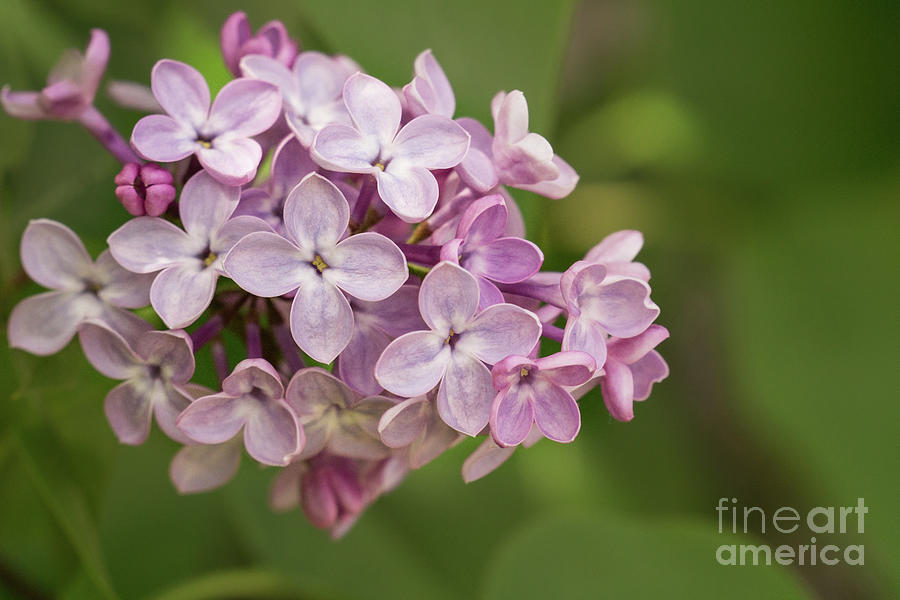 Summer Photograph - Lilac Blossom in a Spring Garden by Nancy Gleason
