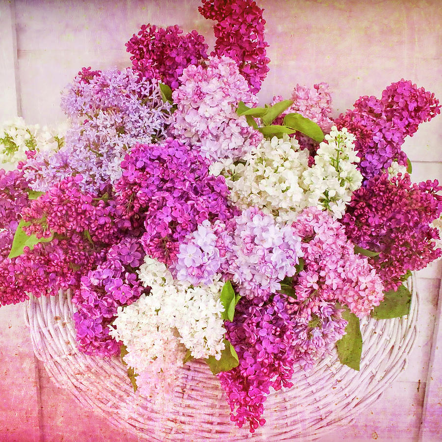 Lilac Bouquet Photograph by Sherrie Triest