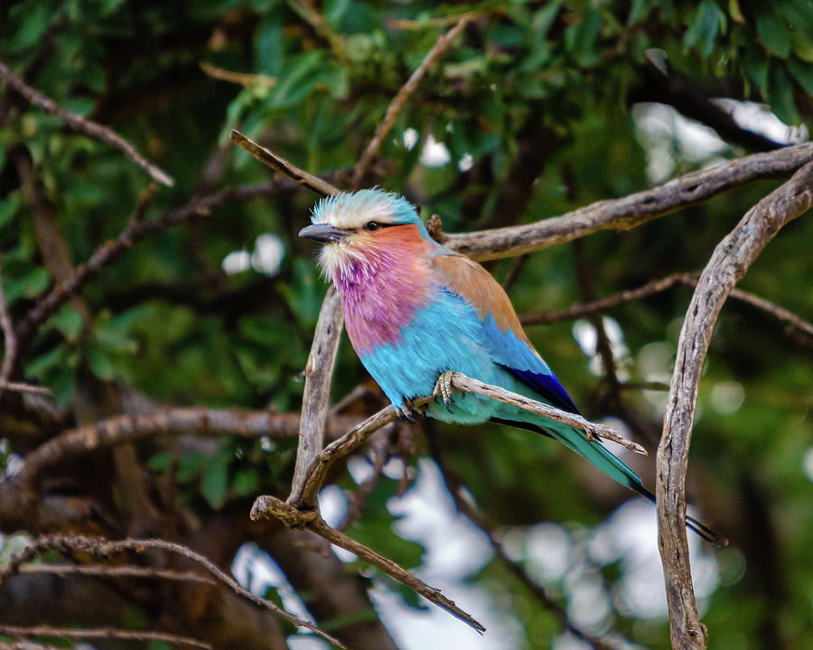 Lilac Breasted Roller Photograph by Adrian O Brien