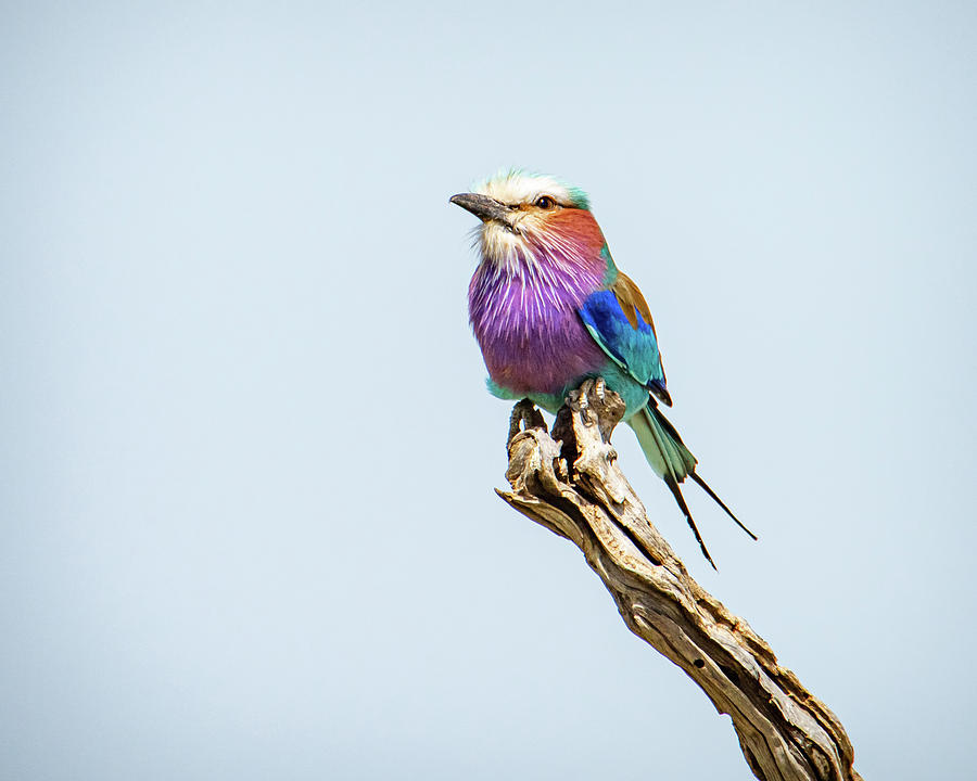 Lilac-breasted Roller, Africa Photograph by Janis Knight