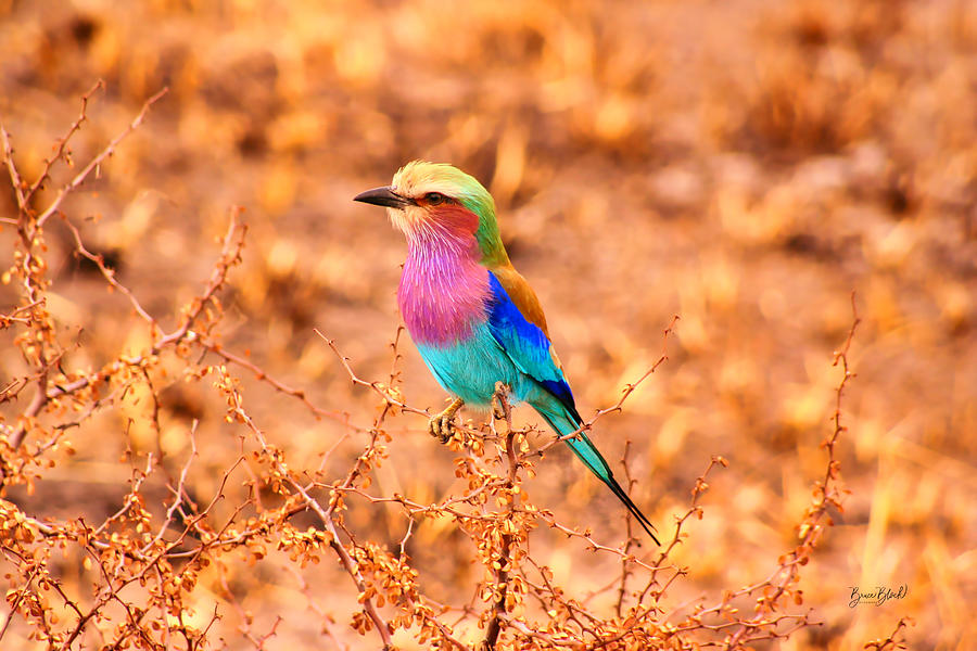 Lilac breasted roller Photograph by Bruce Block