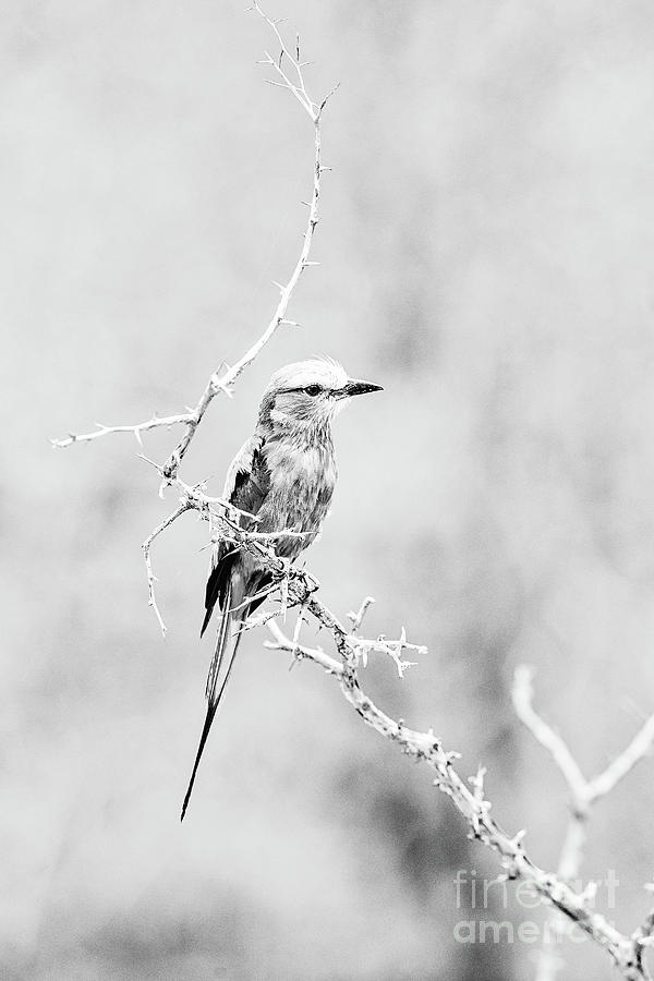 Nature Photograph - Lilac Breasted Roller - BW by Scott Pellegrin