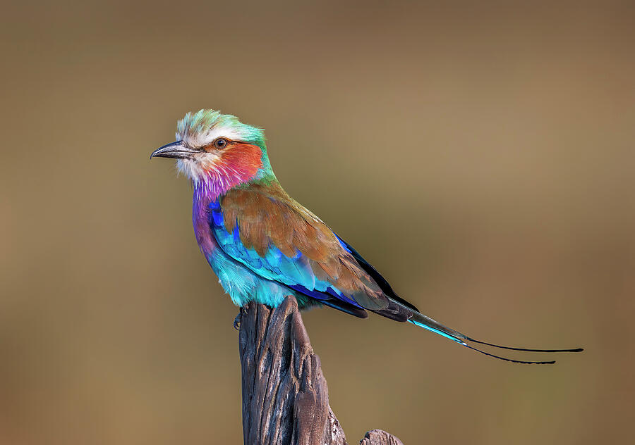 Lilac-breasted Roller Photograph by Daniel Fleming Lilac-breasted Roller Photograph by Daniel Fleming