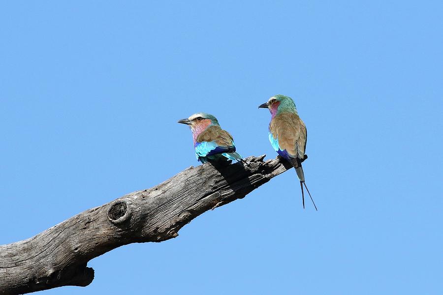 Bird Photograph - Lilac Breasted Roller Twins by Debbie Blackman