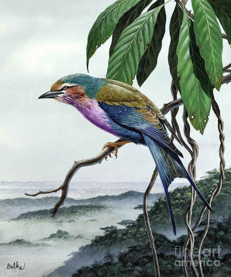 Lilac-breasted Roller Painting by Don Balke