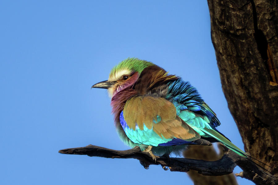 Lilac-Breasted Roller Photograph by Elvira Peretsman