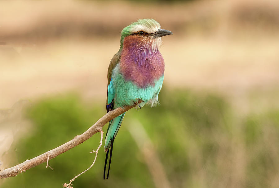 Lilac Breasted Roller, Gem of Africa Photograph by Marcy Wielfaert