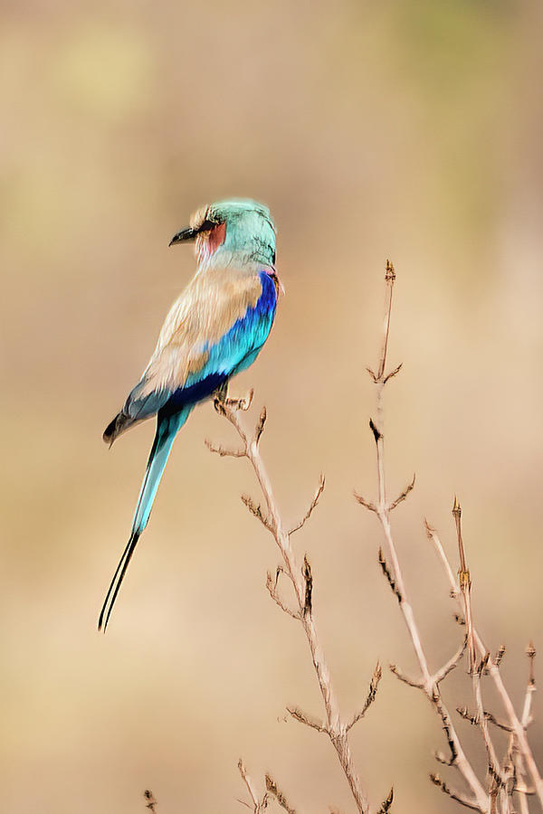 Lilac-breasted Roller in Botswana Photograph by Betty Eich