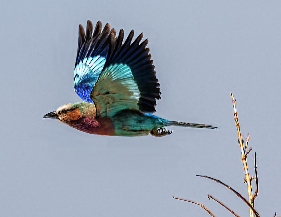 Lilac-breasted Roller in Flight in Botswana Photograph by Betty Eich