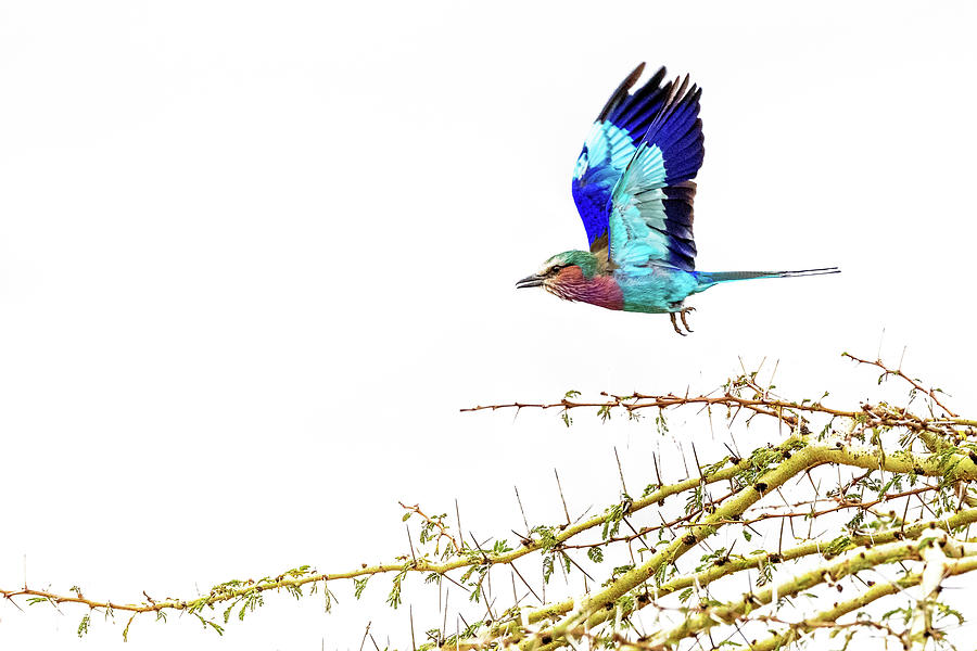 Nature Photograph - Lilac Breasted Roller in Flight Over White Sky by Good Focused