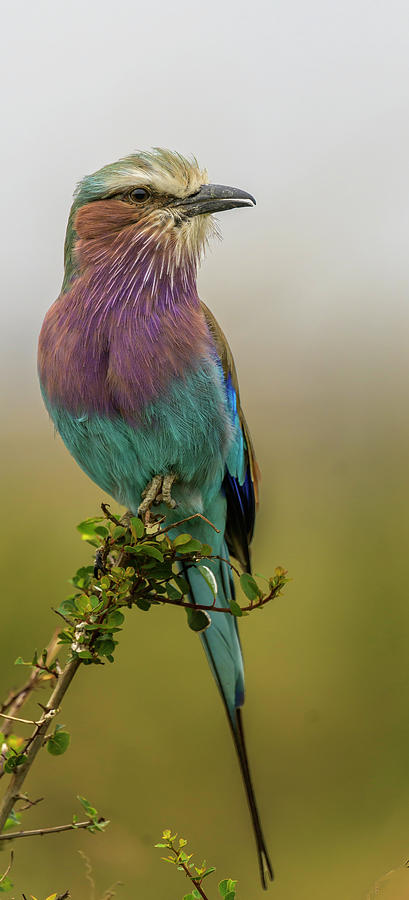 Lilac Breasted Roller Photograph by Laura Hedien