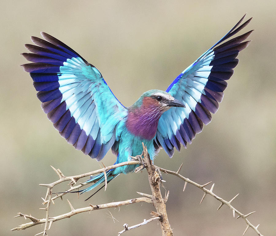 Nature Photograph - Lilac-Breasted Roller by Max Waugh