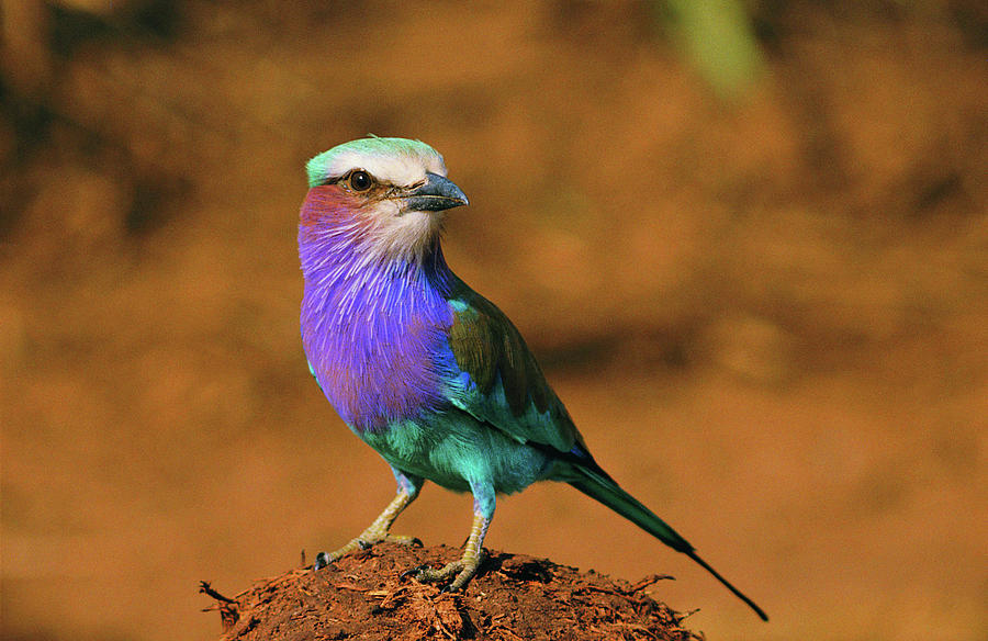 Lilac Breasted Roller Photograph by Michelle Halsey