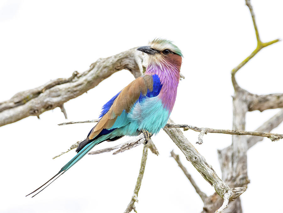 Lilac Breasted Roller Photograph by Mike Humphries - Fine Art America