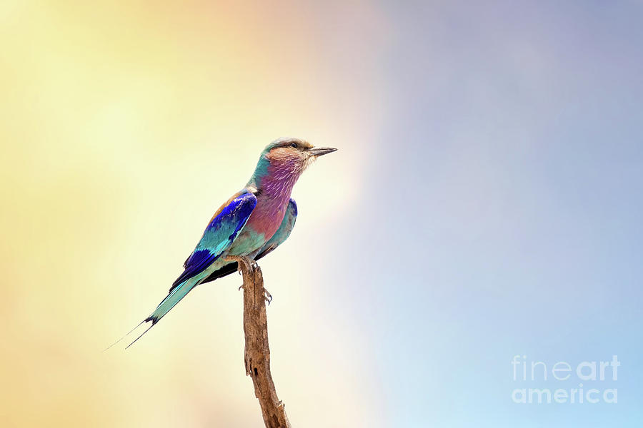 Lilac-breasted roller perched on a branch at dusk. Kruger National Park, South Africa Photograph by Jane Rix