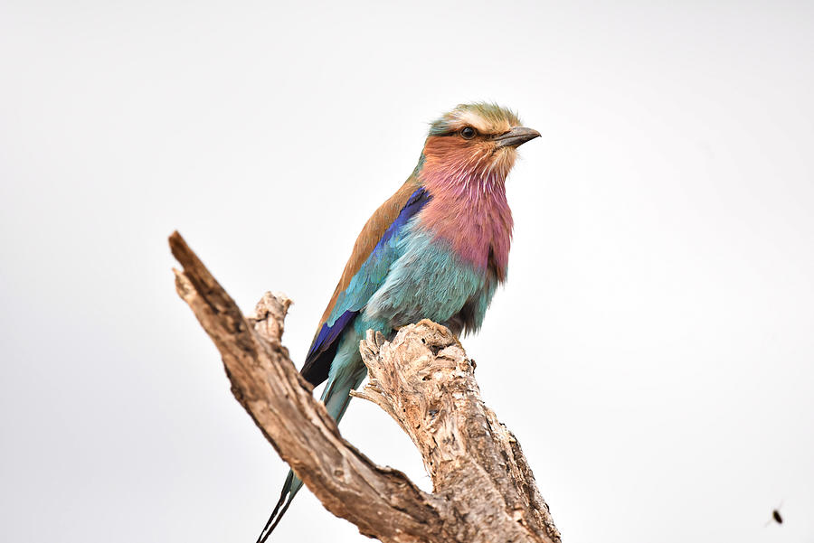 Lilac Breasted Roller spotted in Tsavo National Park in Kenya ...