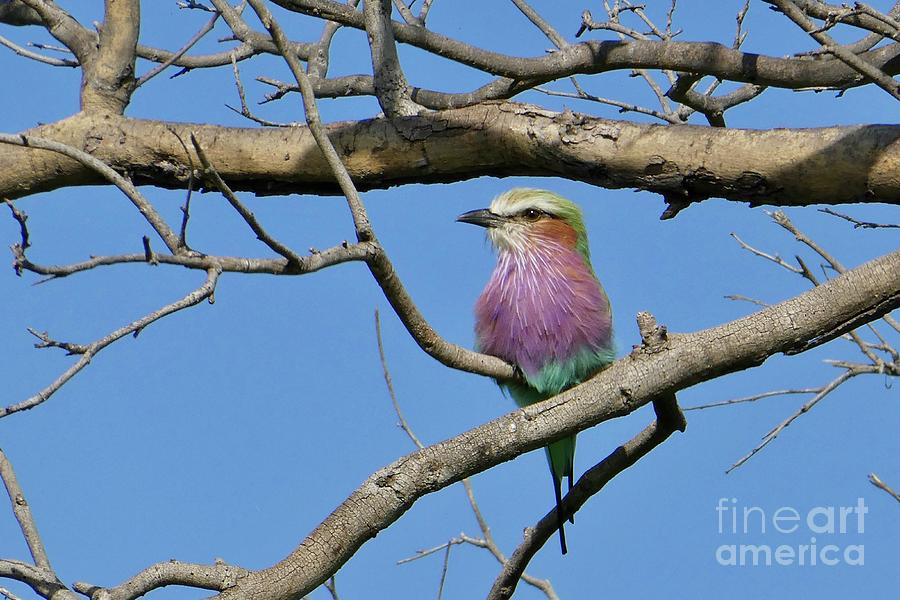 Lilac Breasted Roller Photograph by Wendy Golden