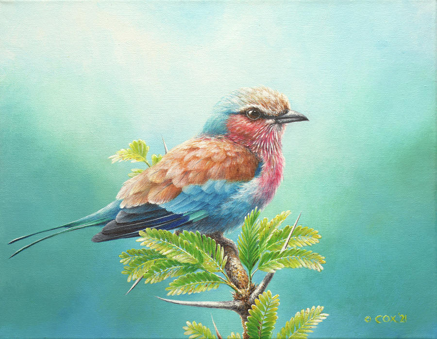 Lilac-breasted Roller with acacia Painting by Christopher Cox
