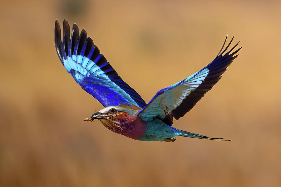 Lilac Breasted Roller with Praying Mantis Photograph by David Hart