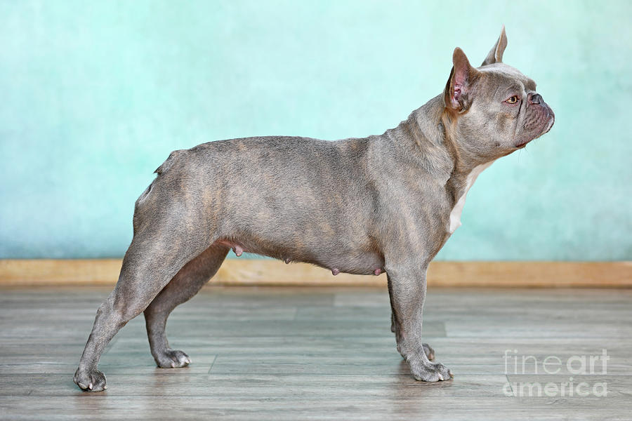 Lilac brindle French Bulldog dog standing in front of wall Photograph